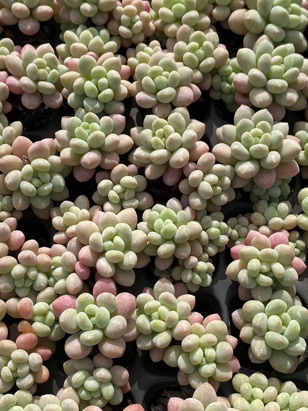 多肉植物 ショウロココ 128株セット 品番AB0100
