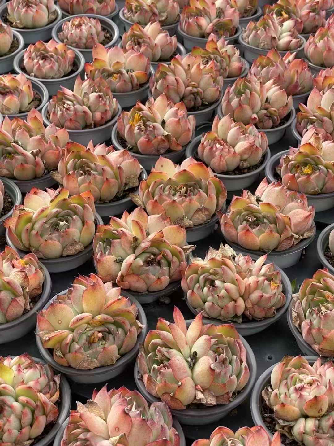 多肉植物 フェアリーエンチャント 30株セット 3号鉢 品番AA00031