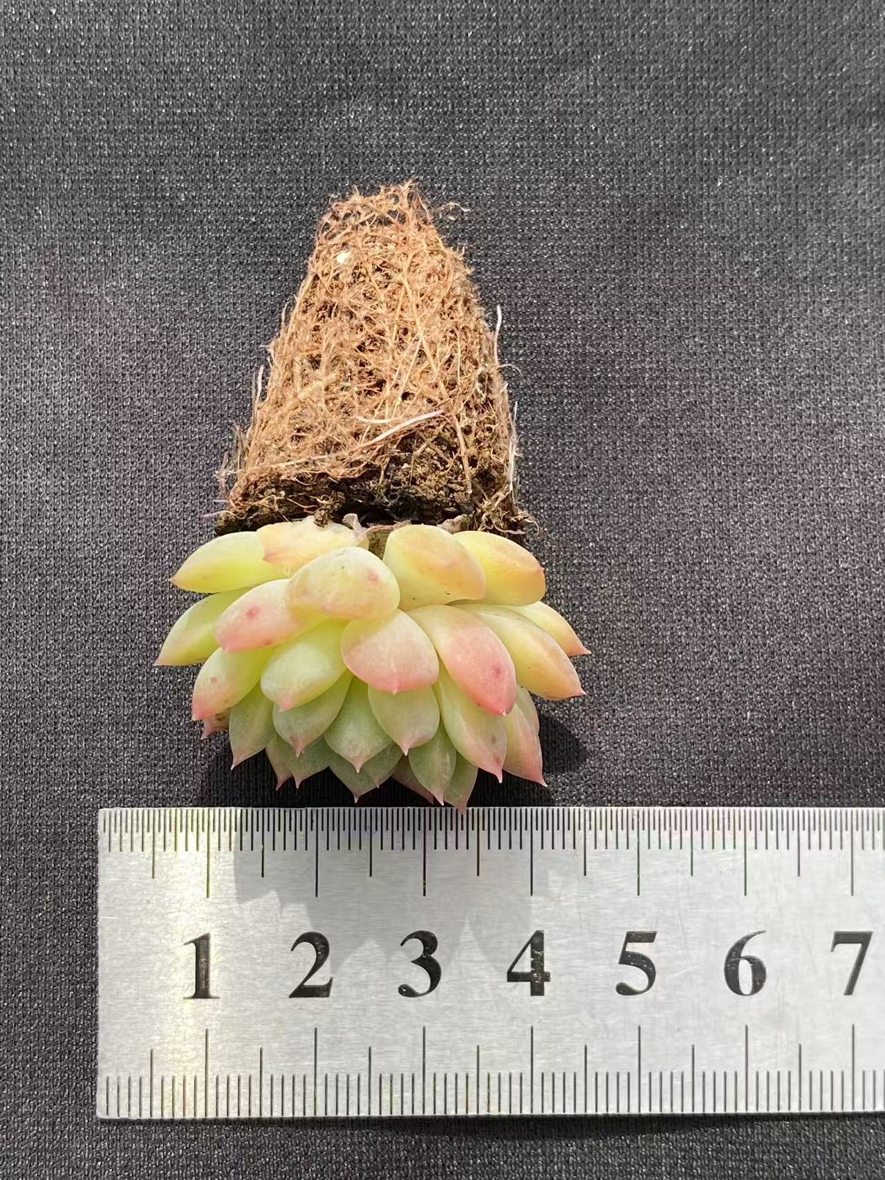 多肉植物 ムーヤオ 128株セット 品番AB0086