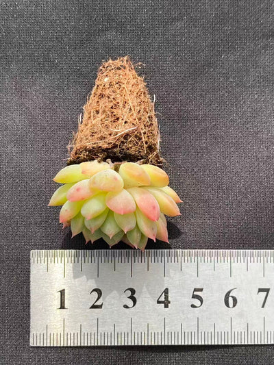 多肉植物 ムーヤオ 128株セット 品番AB0086