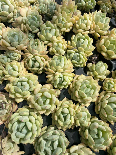 多肉植物 カイエンミント 72株セット 品番AB0128