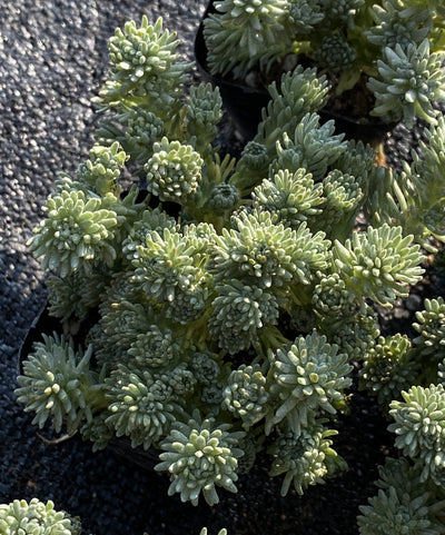 TH698  多肉植物  グリーン松    （28株）セット