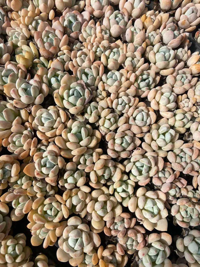 多肉植物 レイコウ 128株セット 品番AB0122