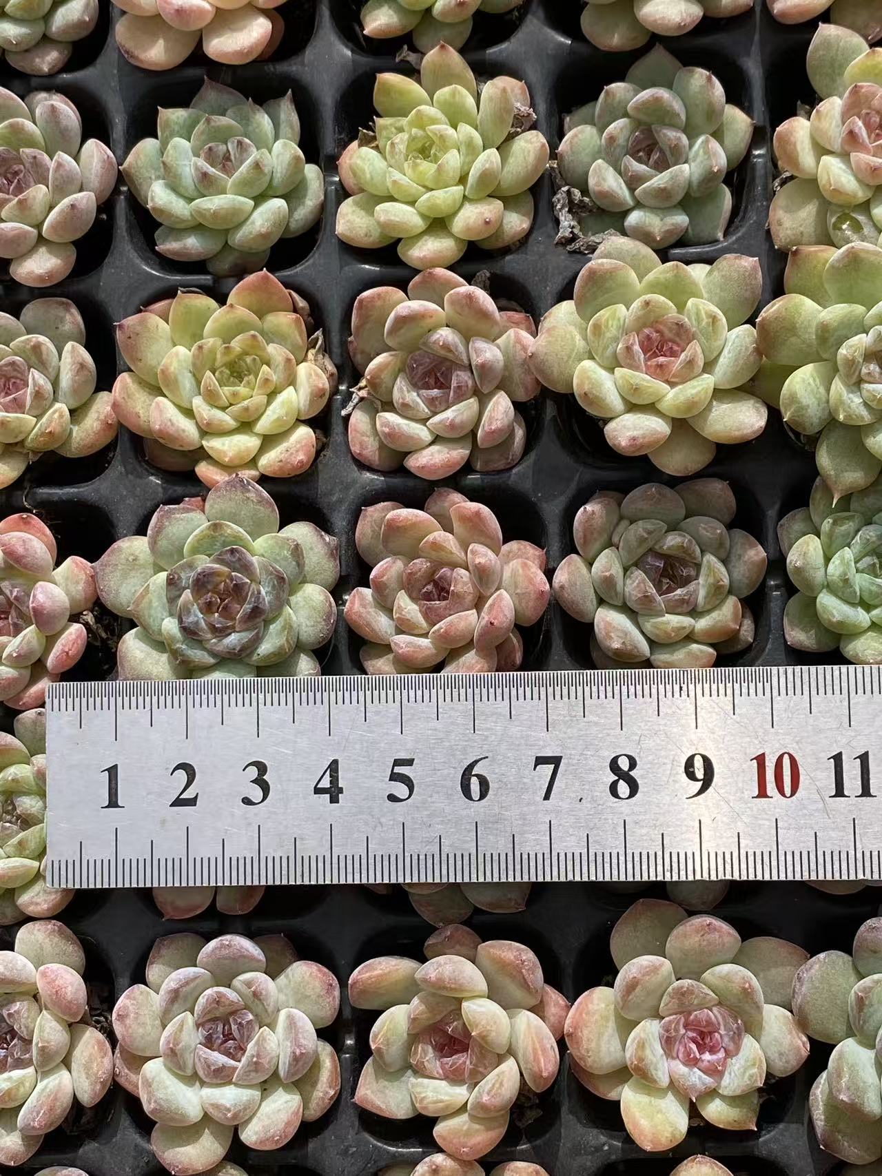 多肉植物 セイテイ 128株セット 品番AB0104