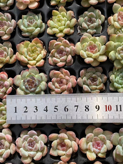 多肉植物 セイテイ 128株セット 品番AB0104