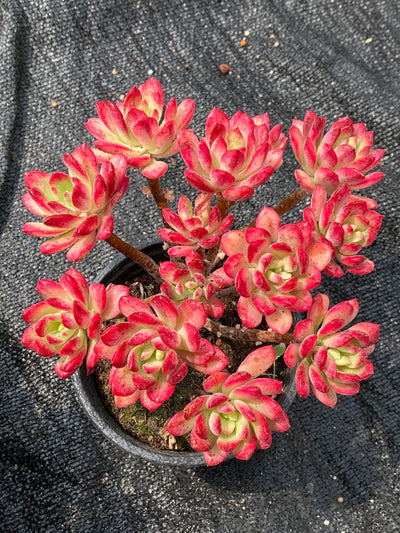 TH680     多肉植物     （24株）セット