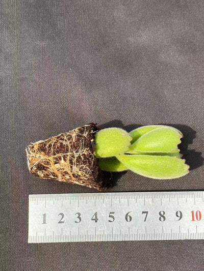 多肉植物 リョククマ 72株セット 品番AB0082