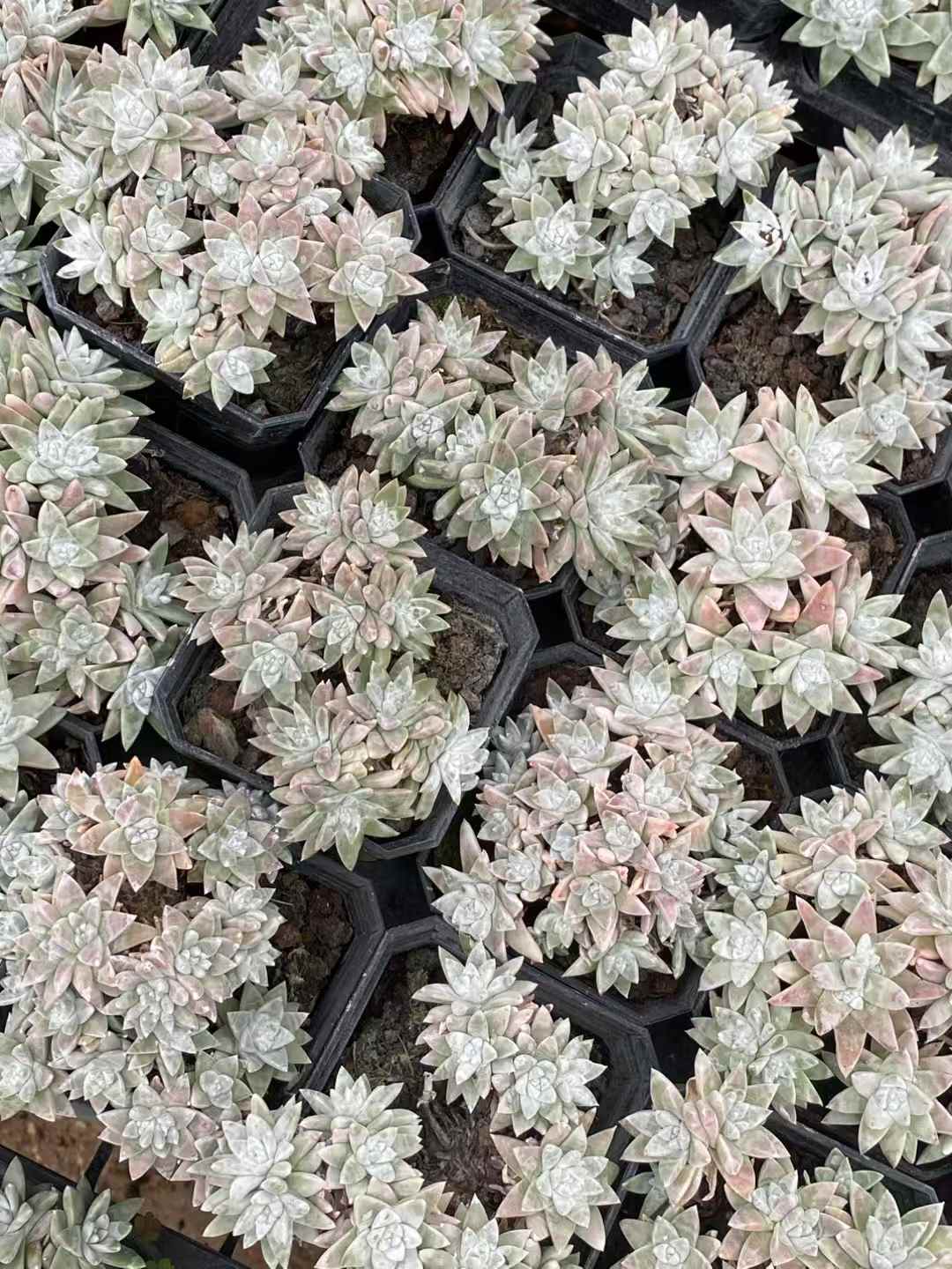 多肉植物 ホワイトマム 50株セット 2.5号鉢 品番AA00009