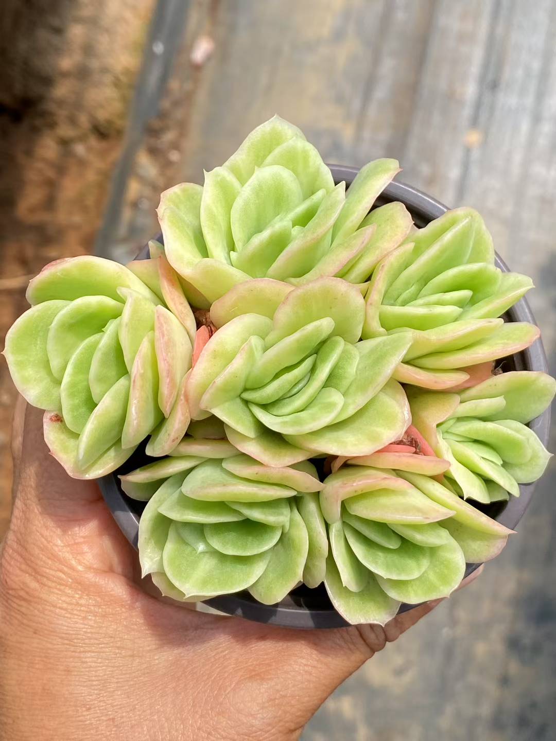 多肉植物 アイスローズ 30株セット 3号鉢 品番AA00084