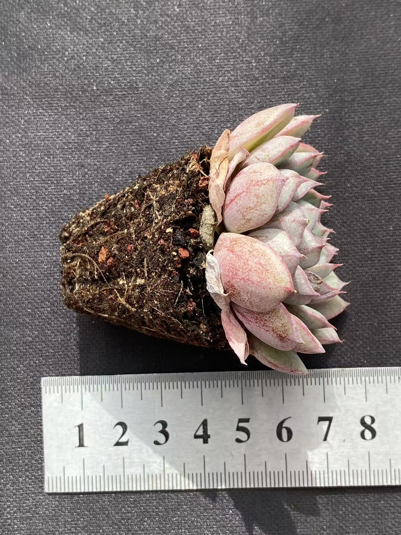 多肉植物 ベンバ 50株セット 品番AB0098