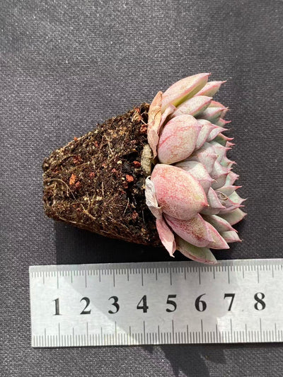 多肉植物 ベンバ 50株セット 品番AB0098