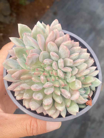 多肉植物 リンスノー・テッカ 30株セット 3号鉢 品番AA00042