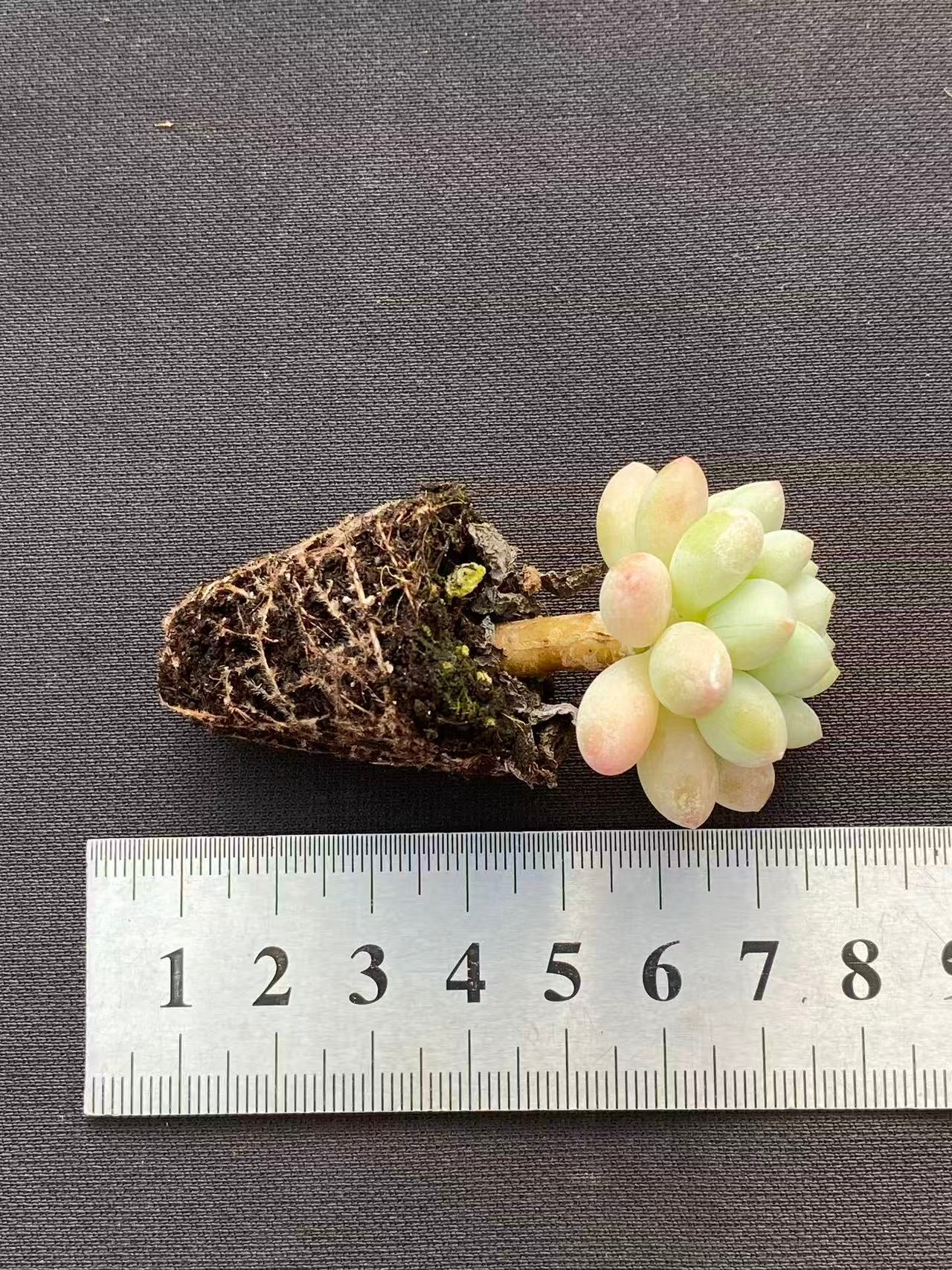 多肉植物 ショウロココ 128株セット 品番AB0100