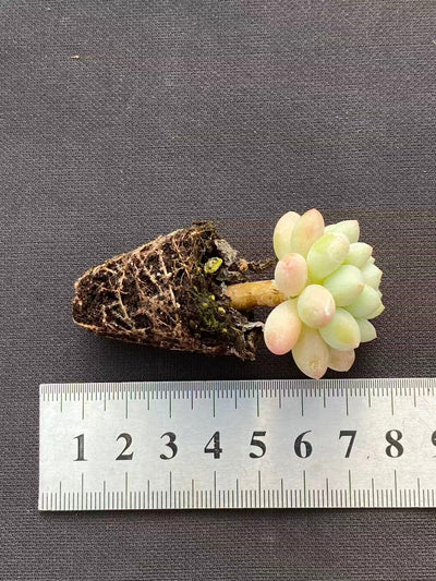 多肉植物 ショウロココ 128株セット 品番AB0100