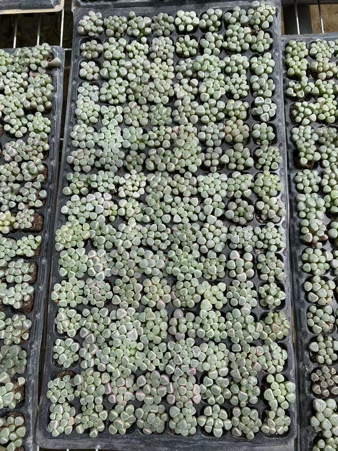 多肉植物 イソズリダマ 128株セット 品番AB0093