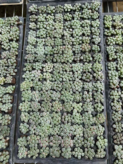 多肉植物 イソズリダマ 128株セット 品番AB0093