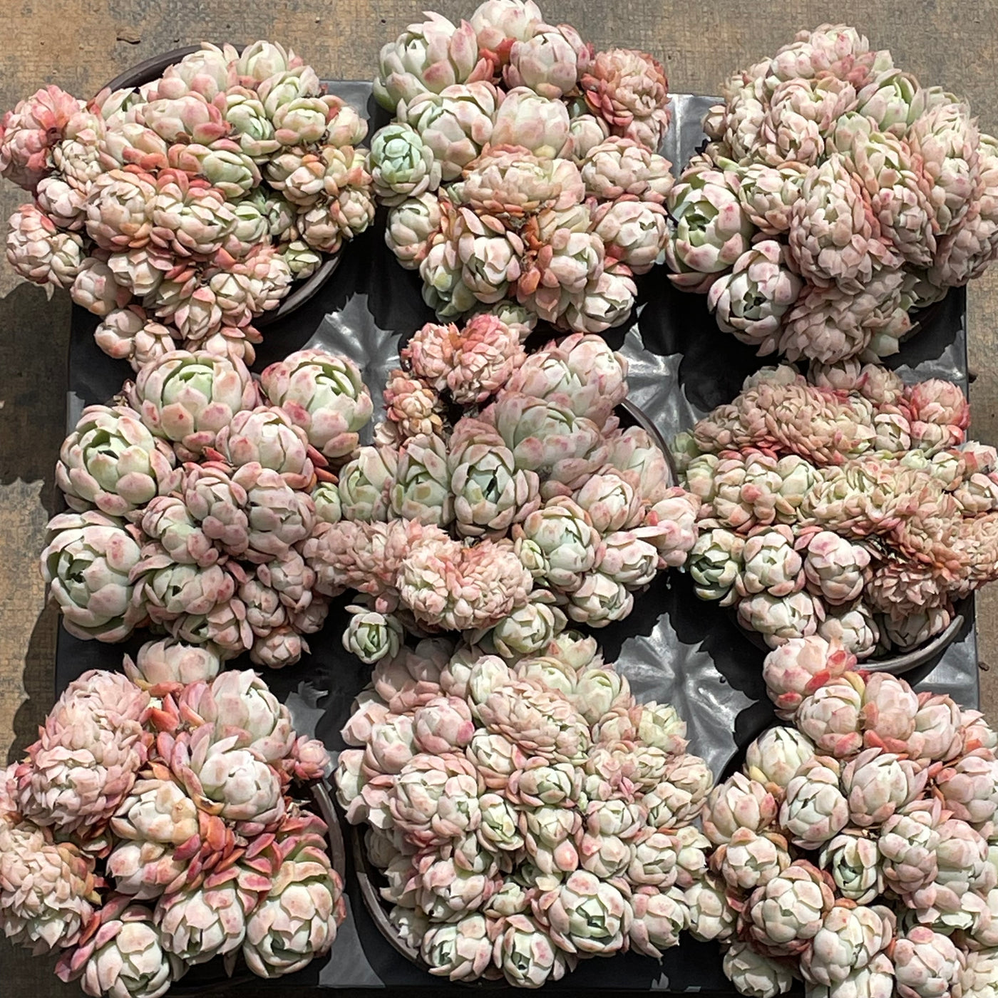 TH538     多肉植物   12800/28颗  （12株）セット