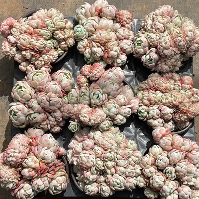 TH538     多肉植物   12800/28颗  （12株）セット