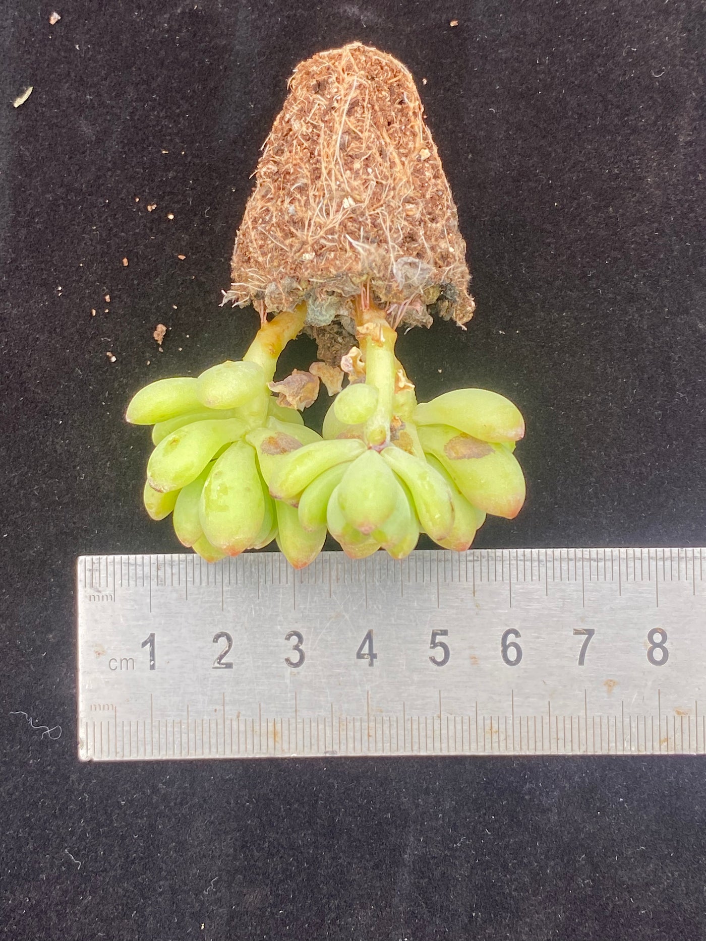 多肉植物 シャングリラ 105株セット 品番AB0019