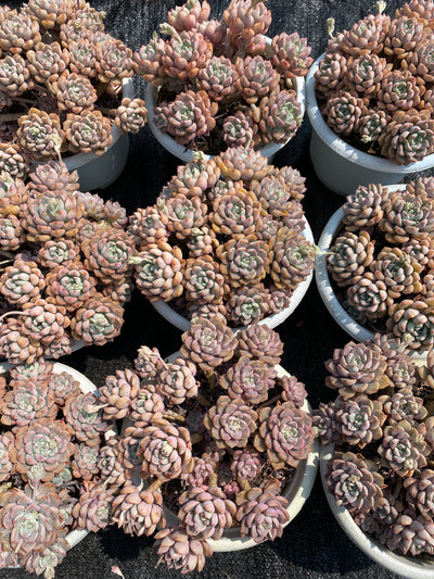 TH665     多肉植物     （25株）セット