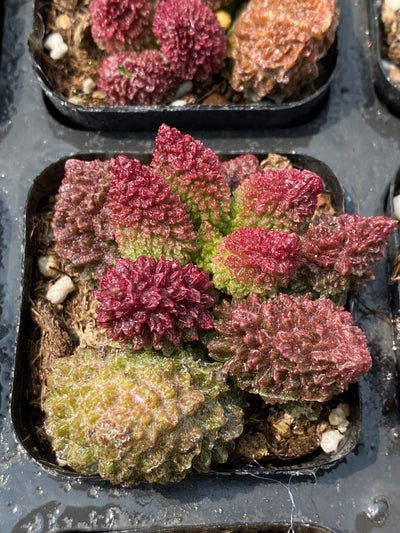TH679     多肉植物     （30株）セット