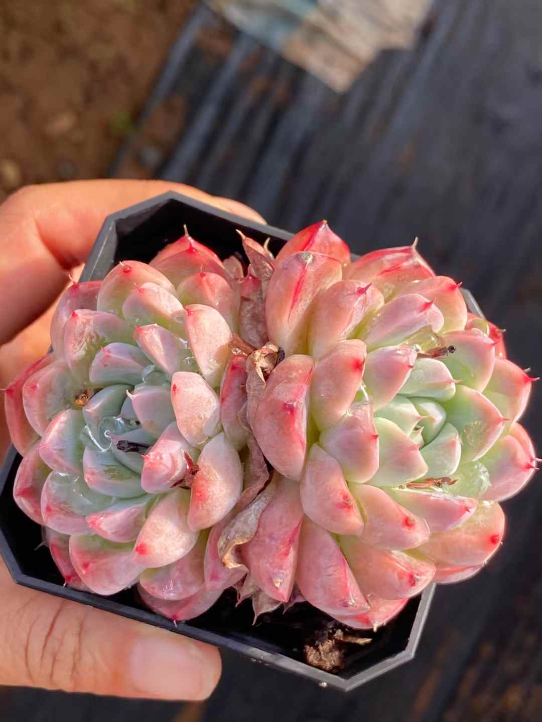 多肉植物 セレクトビジン 50株セット 2.5号鉢 品番AA00020