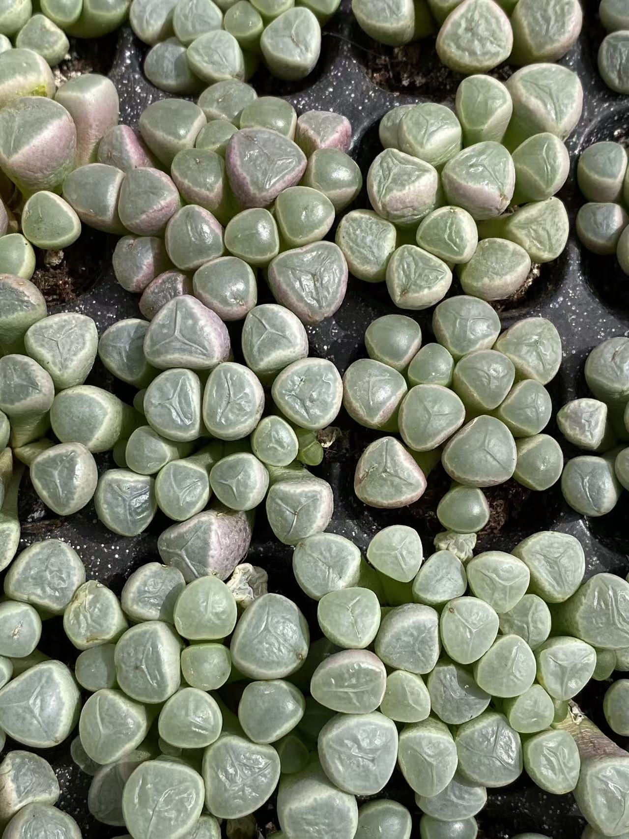 多肉植物 イソズリダマ 128株セット 品番AB0093