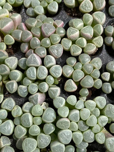 多肉植物 イソズリダマ 128株セット 品番AB0093