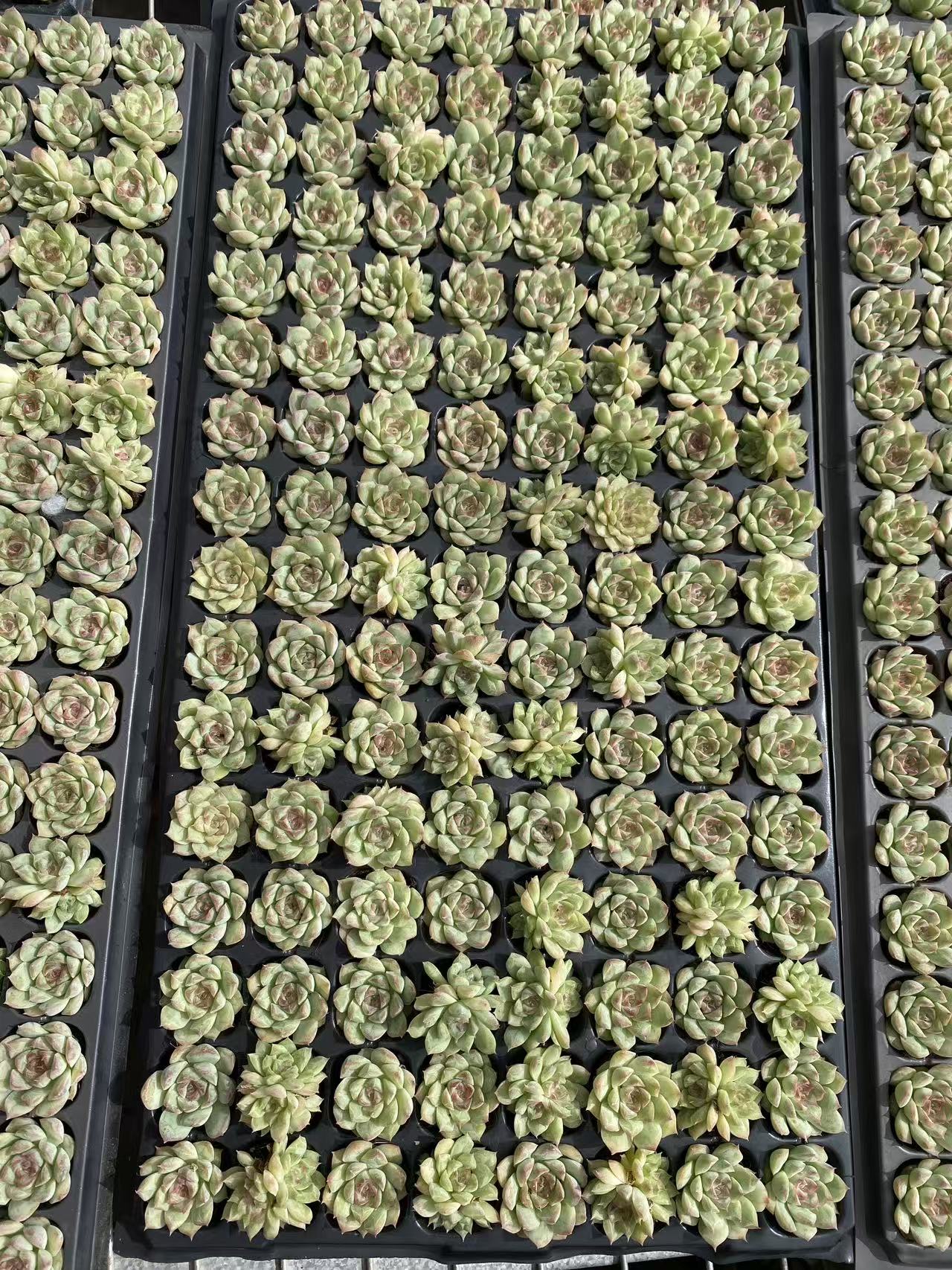 多肉植物 トウクン 128株セット 品番AB0088