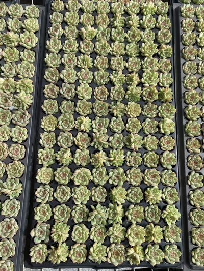 多肉植物 トウクン 128株セット 品番AB0088