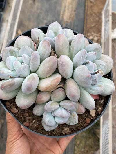 多肉植物 パフューム 12株セット 5号鉢 品番AA00052