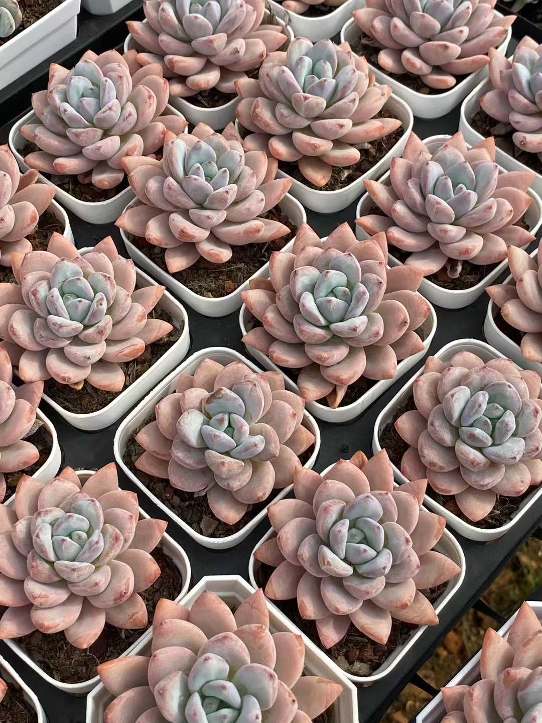 多肉植物 スタースノー 50株セット 2.5号鉢 品番AA00055