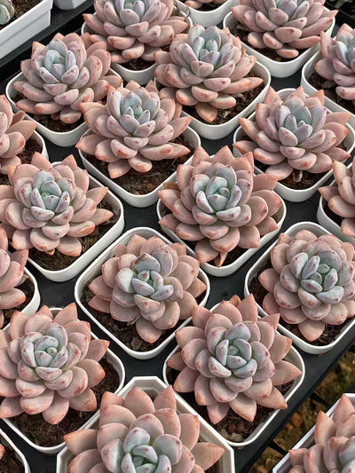 多肉植物 スタースノー 50株セット 2.5号鉢 品番AA00055
