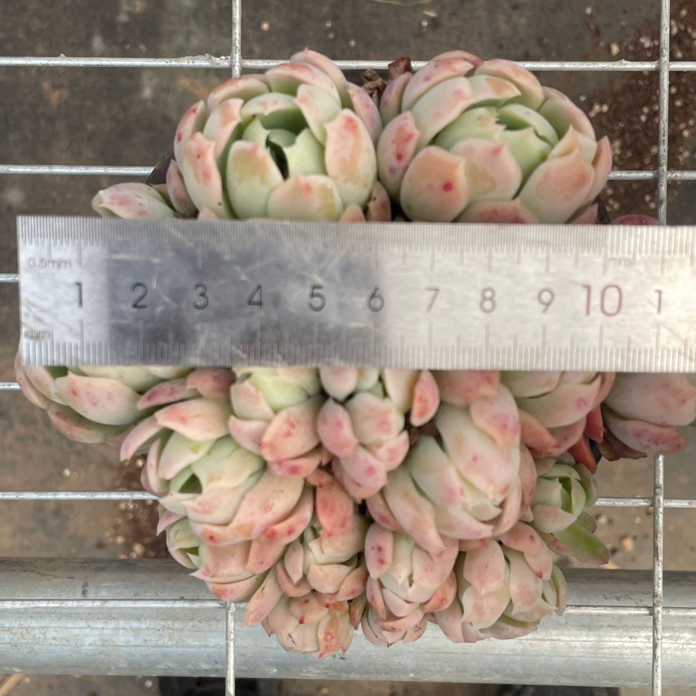 TH538     多肉植物   12800/28颗  （12株）セット