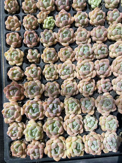 多肉植物 k3 105株セット 品番AB0117