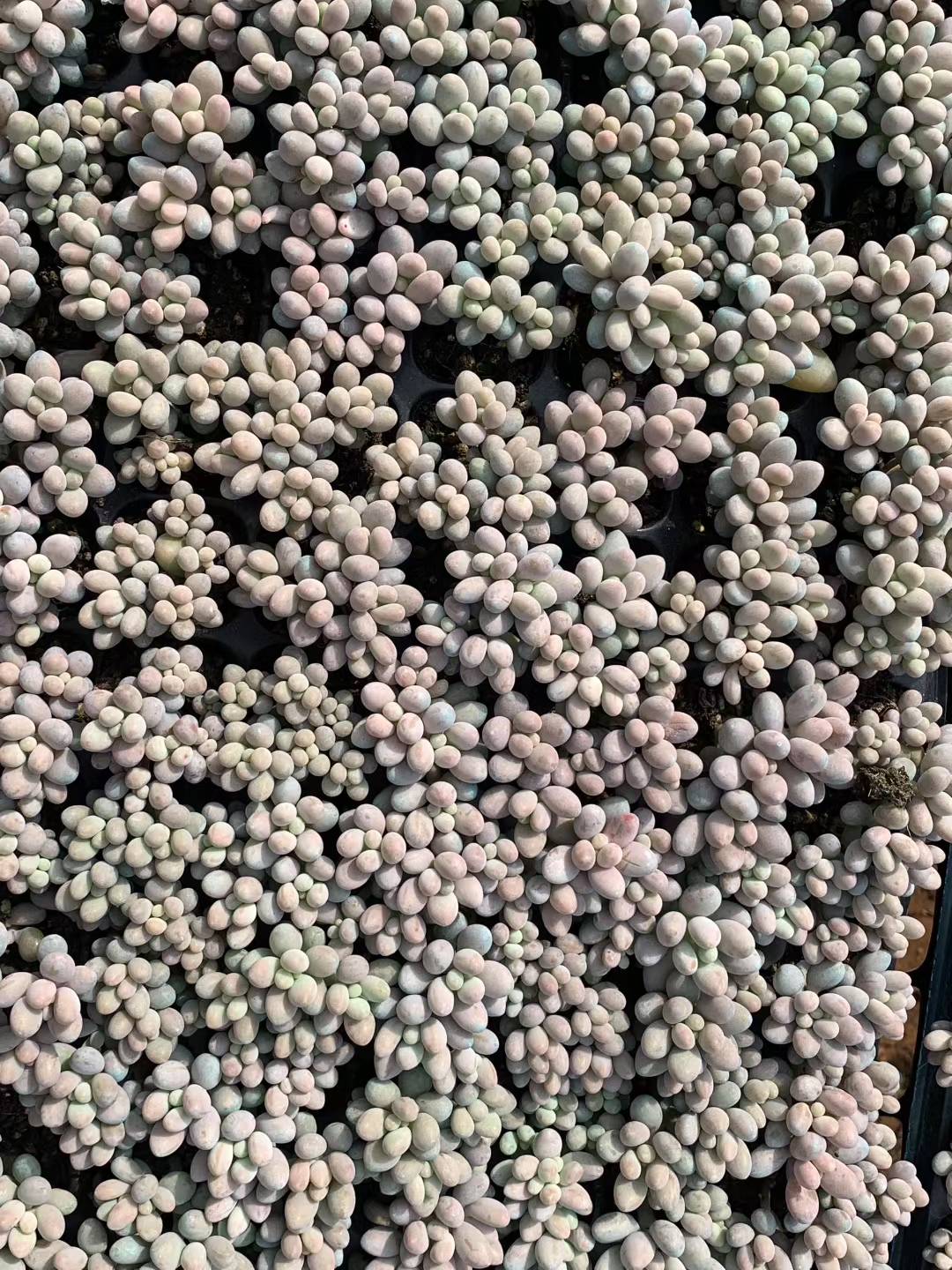 多肉植物 ピンクラバー 105株セット 品番AB0209