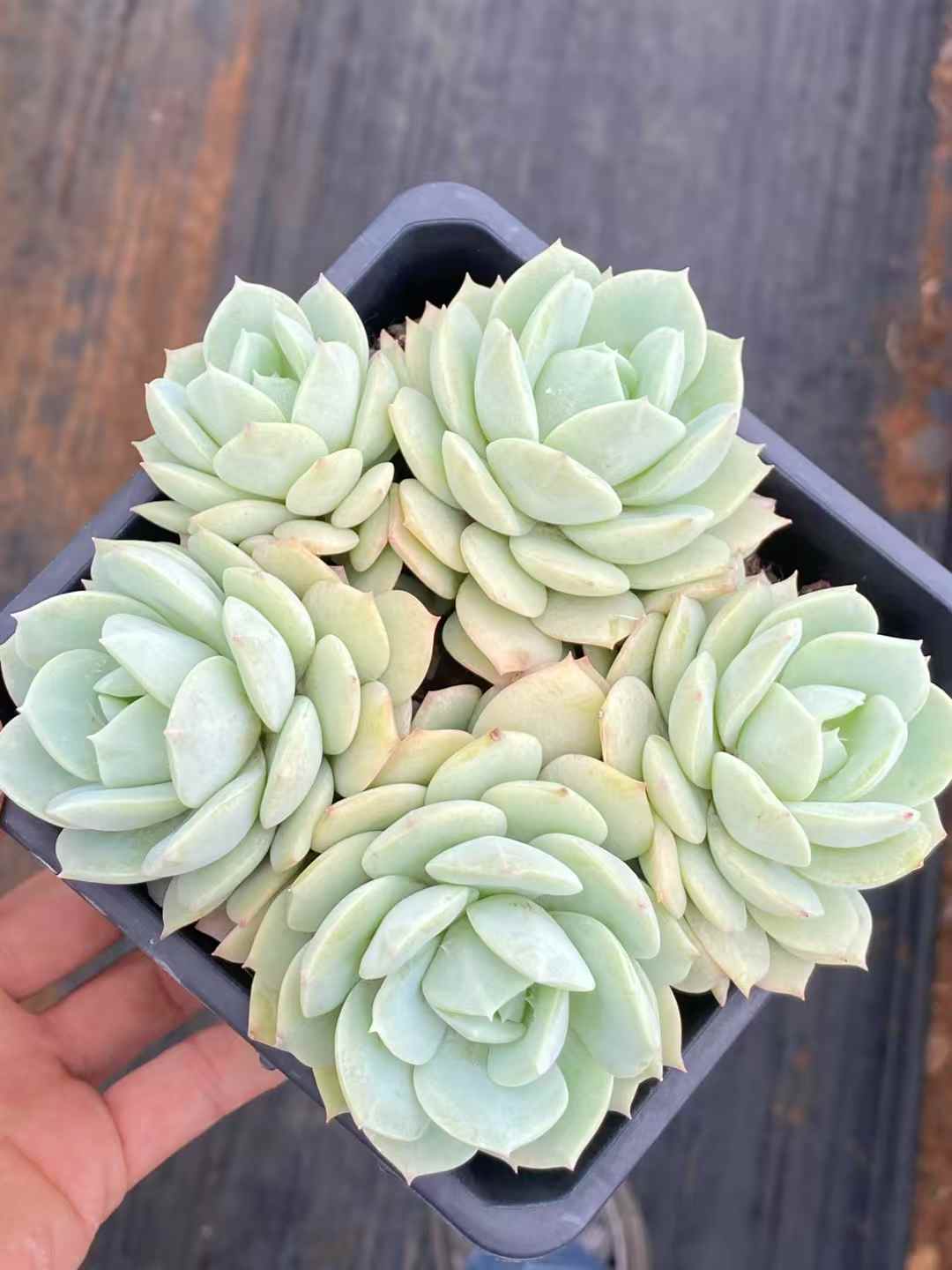 多肉植物 ラブソング 30株セット 4号鉢 品番AA00046