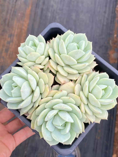 多肉植物 ラブソング 30株セット 4号鉢 品番AA00046