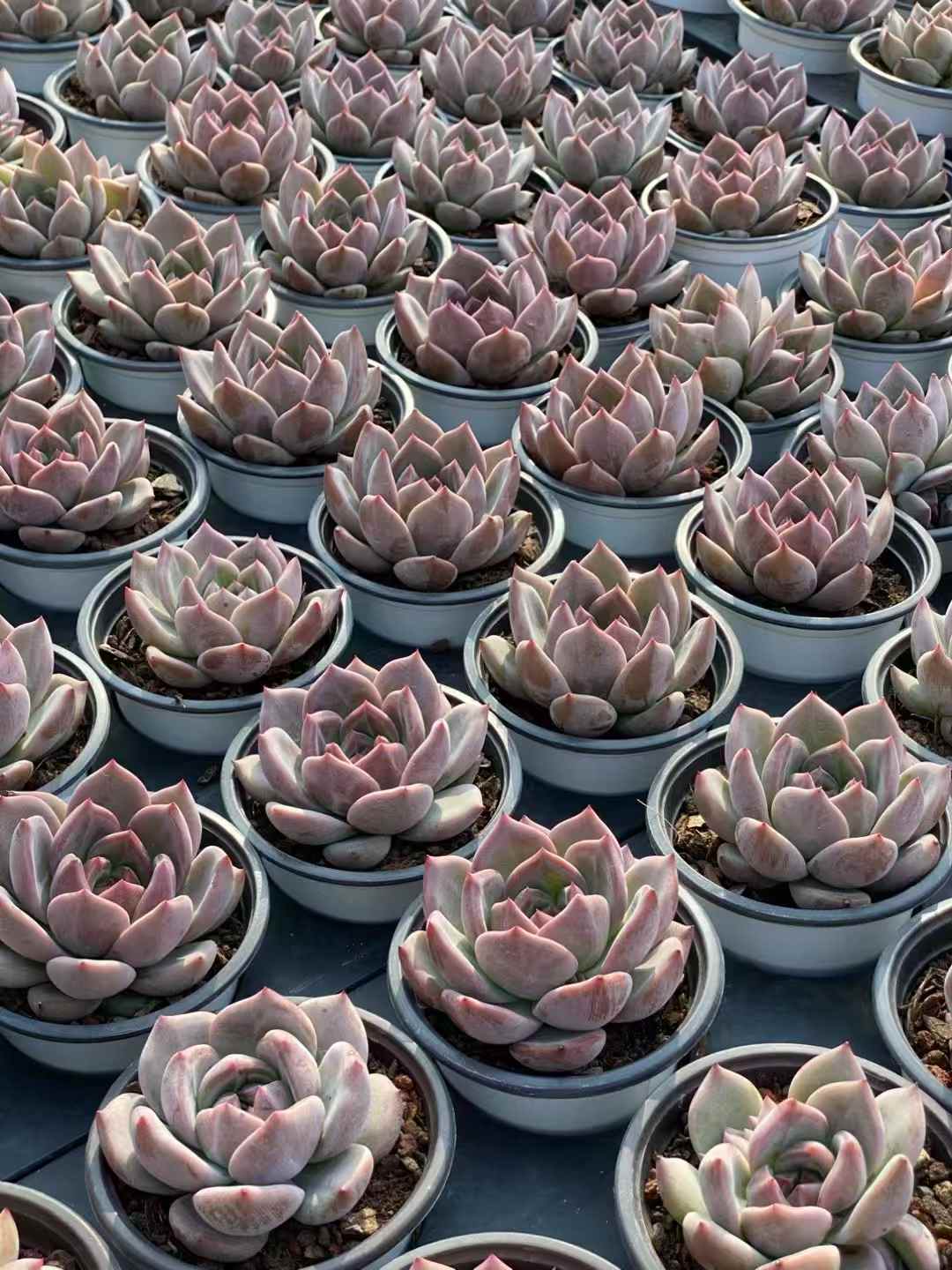 多肉植物 Qオレンジ 18株セット 3号鉢 品番AA00028