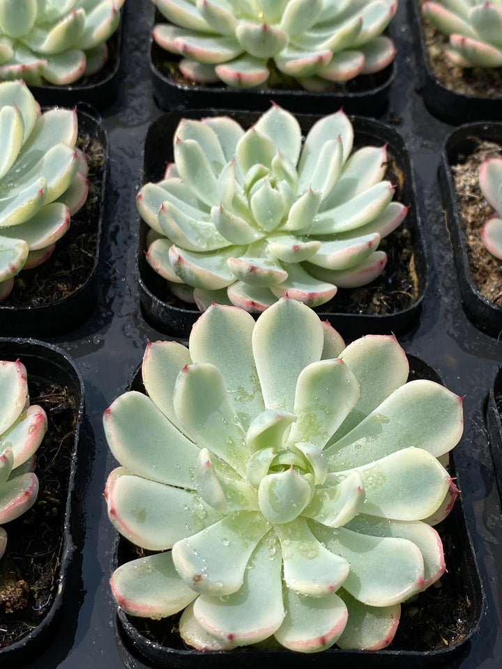 多肉植物　淡雪綴化（ツヅリカ） 162694d58ab11960b34e69a06a0b16