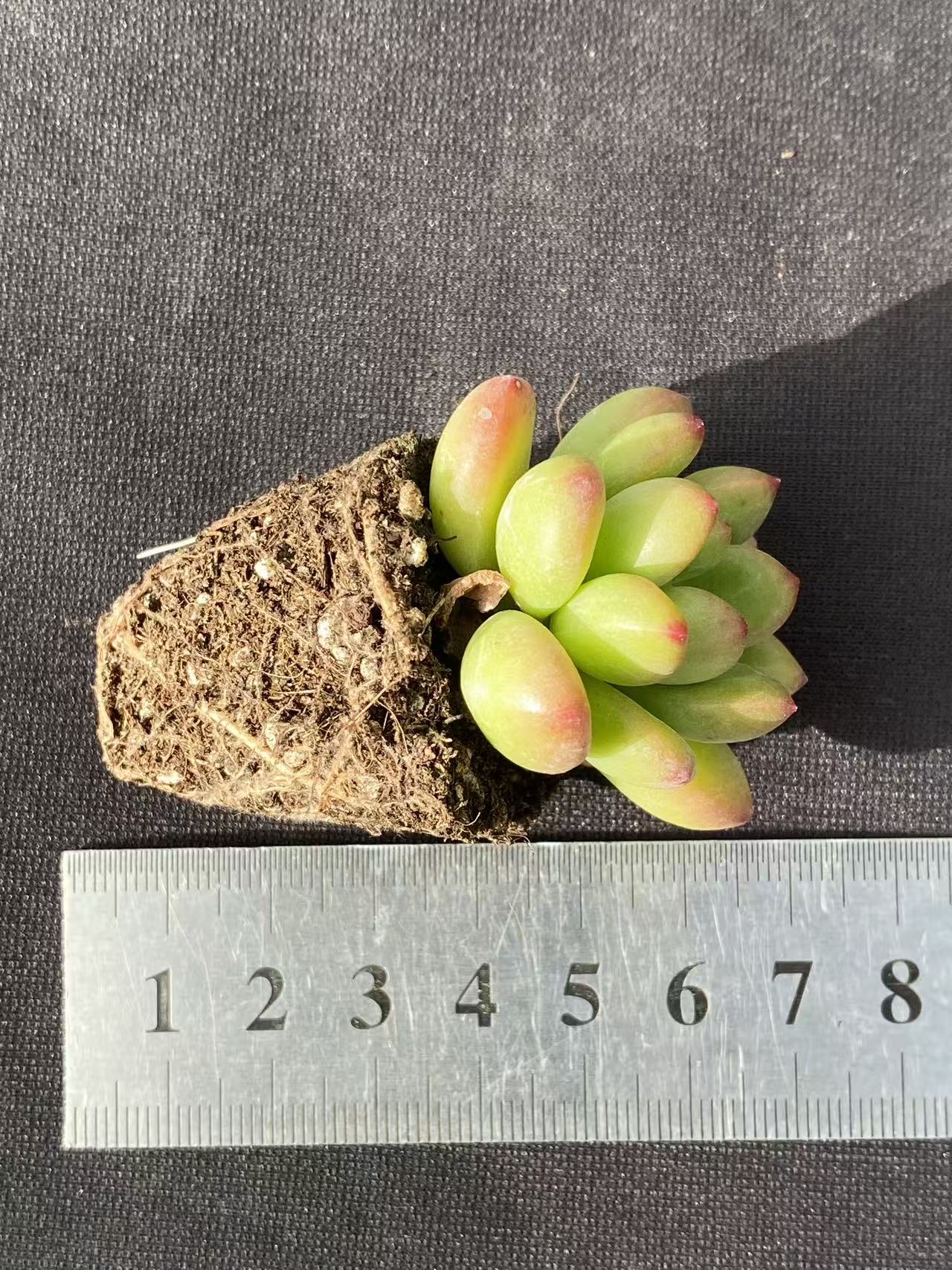 多肉植物 コウカク 72株セット 品番AB0105