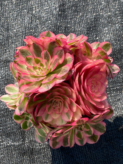 TH690     多肉植物   ピンクウィッチ錦  （12株）セット