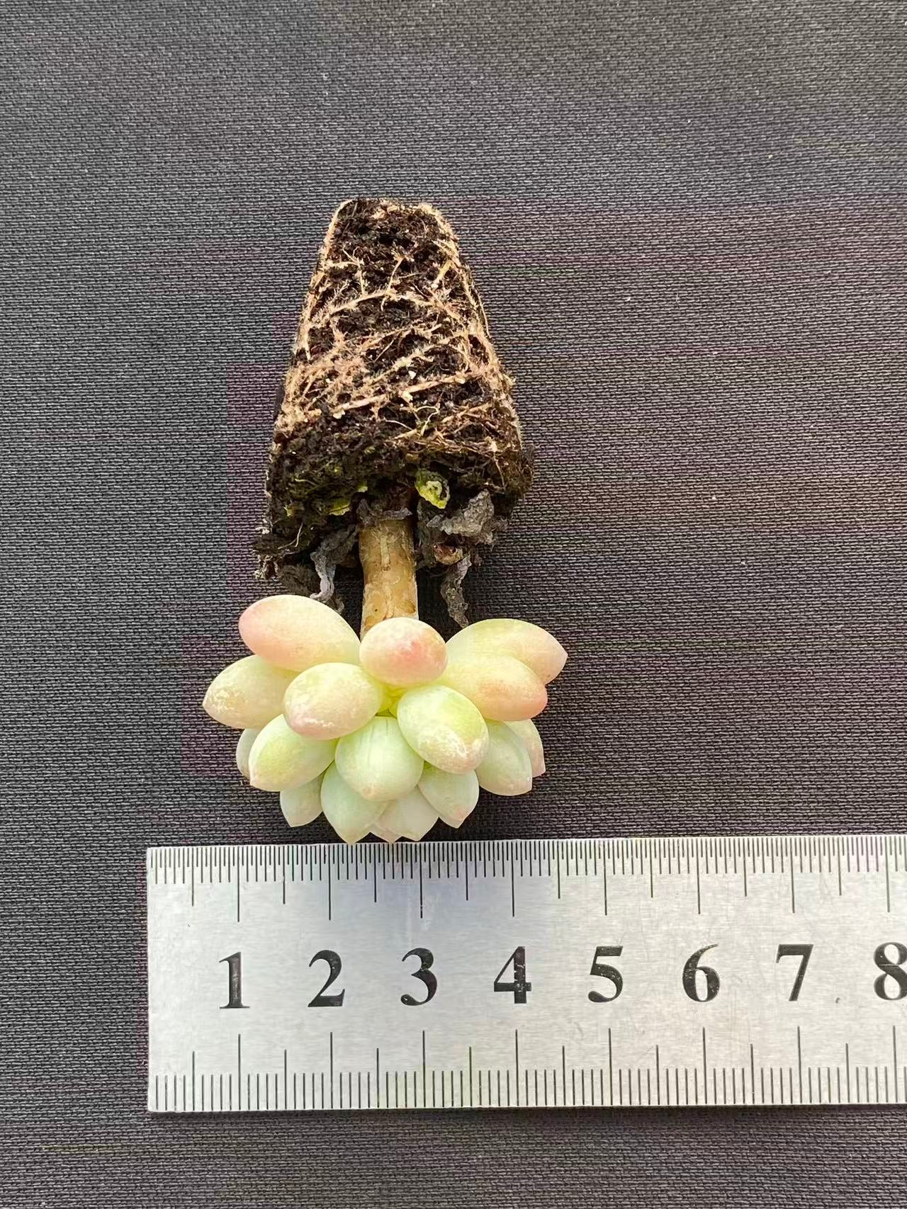 多肉植物 ショウロココ 128株セット 品番AB0100