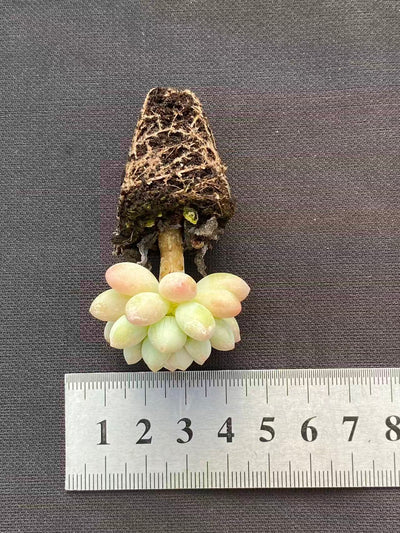 多肉植物 ショウロココ 128株セット 品番AB0100