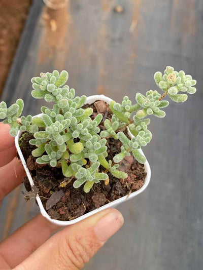 多肉植物 アイスクリスタル 50株セット 2号鉢 品番AA00002