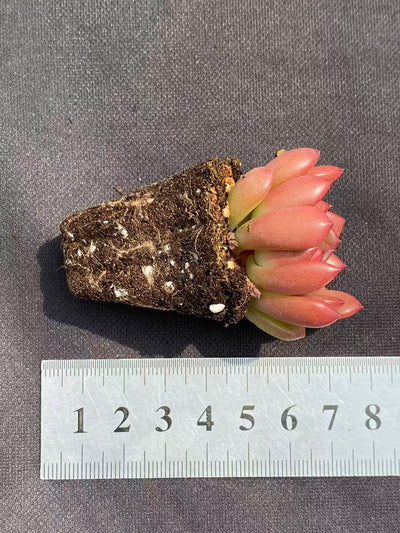 多肉植物 コウコウセキ 72株セット 品番AB0083