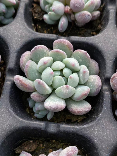 多肉植物 ランホウセキ 105株セット 品番AB0102