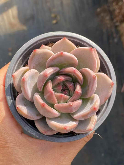 多肉植物 Qオレンジ 18株セット 3号鉢 品番AA00028