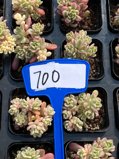 TH700     多肉植物   タロック錦   （49株）セット