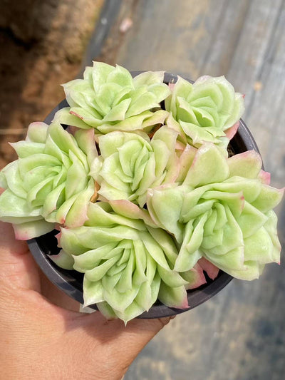 多肉植物 アイスローズ 30株セット 3号鉢 品番AA00084
